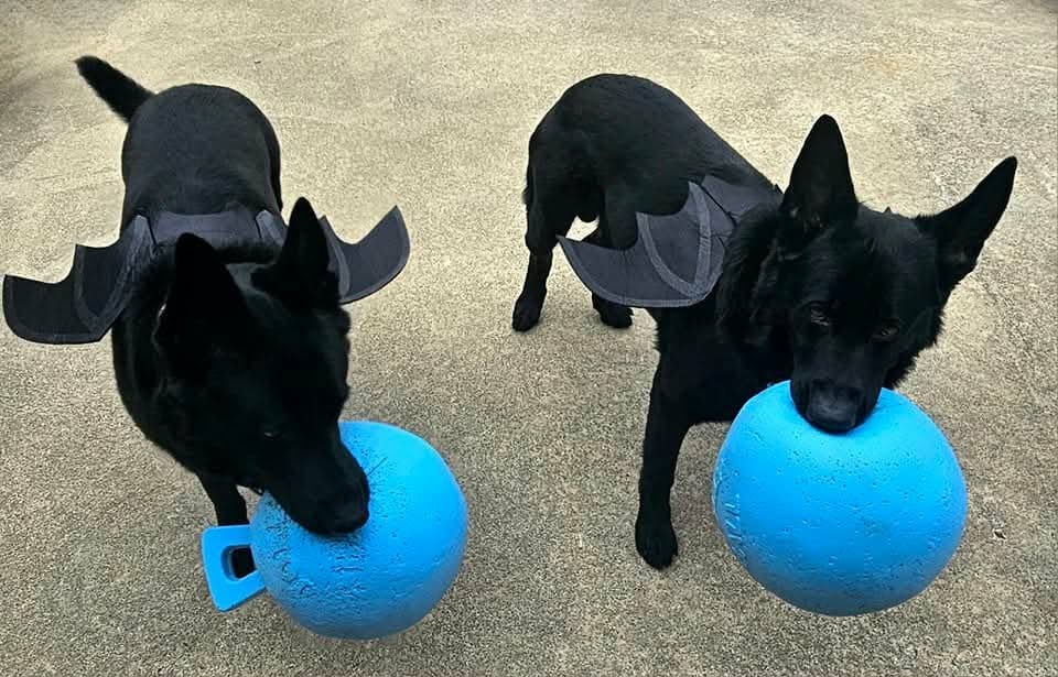 Black German Shepherd merchandise coming soon