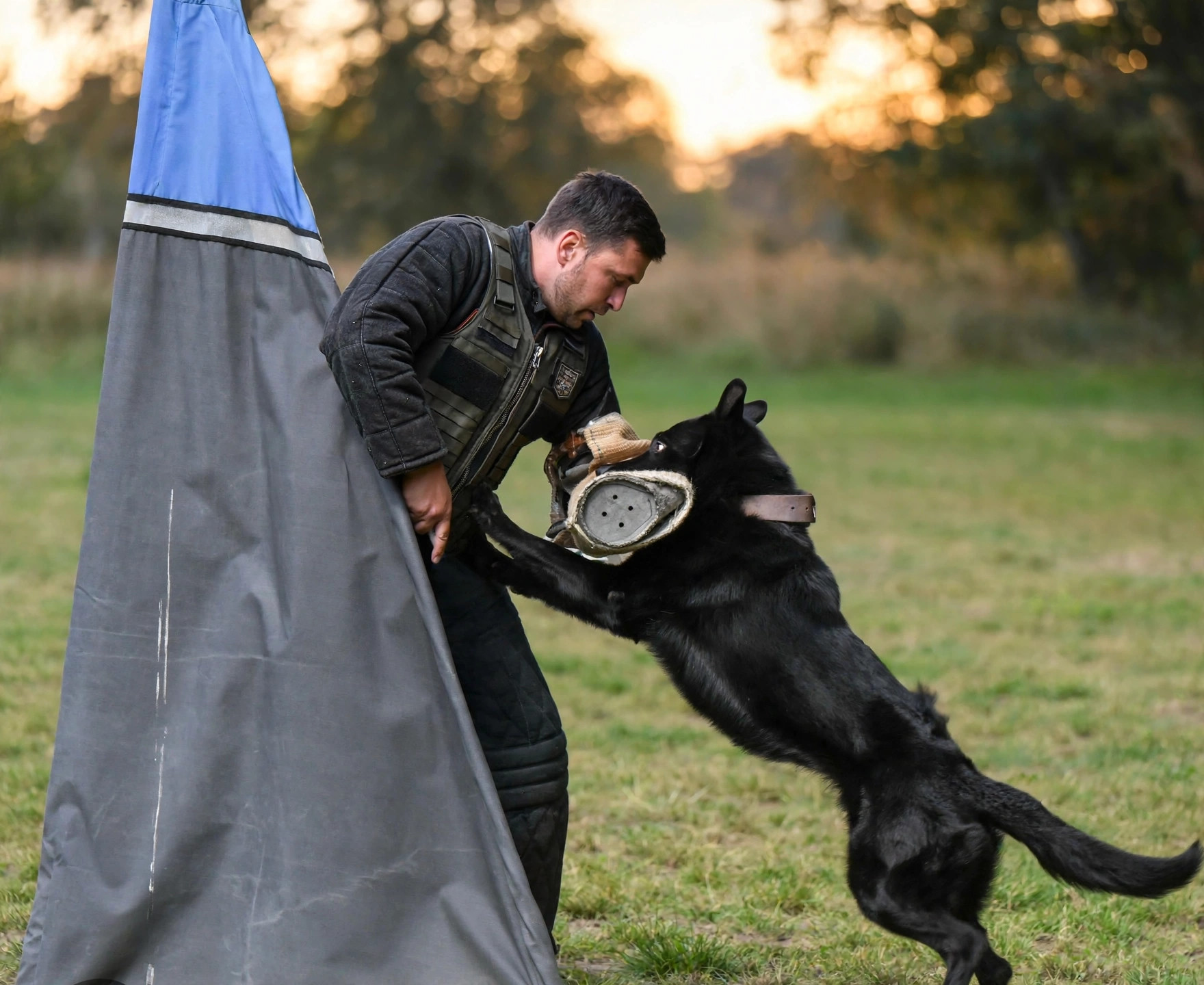 German Shepherd gripping the bite sleeve at the protection blind