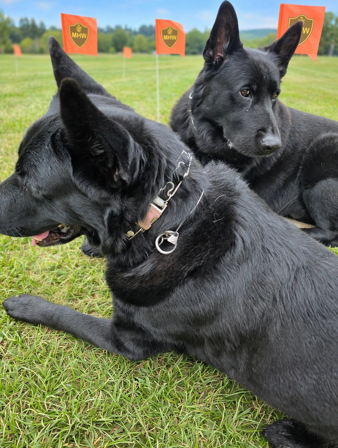 Diamant and Attila resting on the tracking field wearing their Herm Sprenger collars