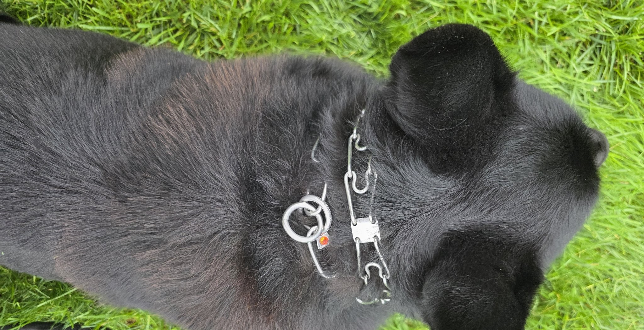 Herm Sprenger prong and fur saver on the dog, with the little red tag