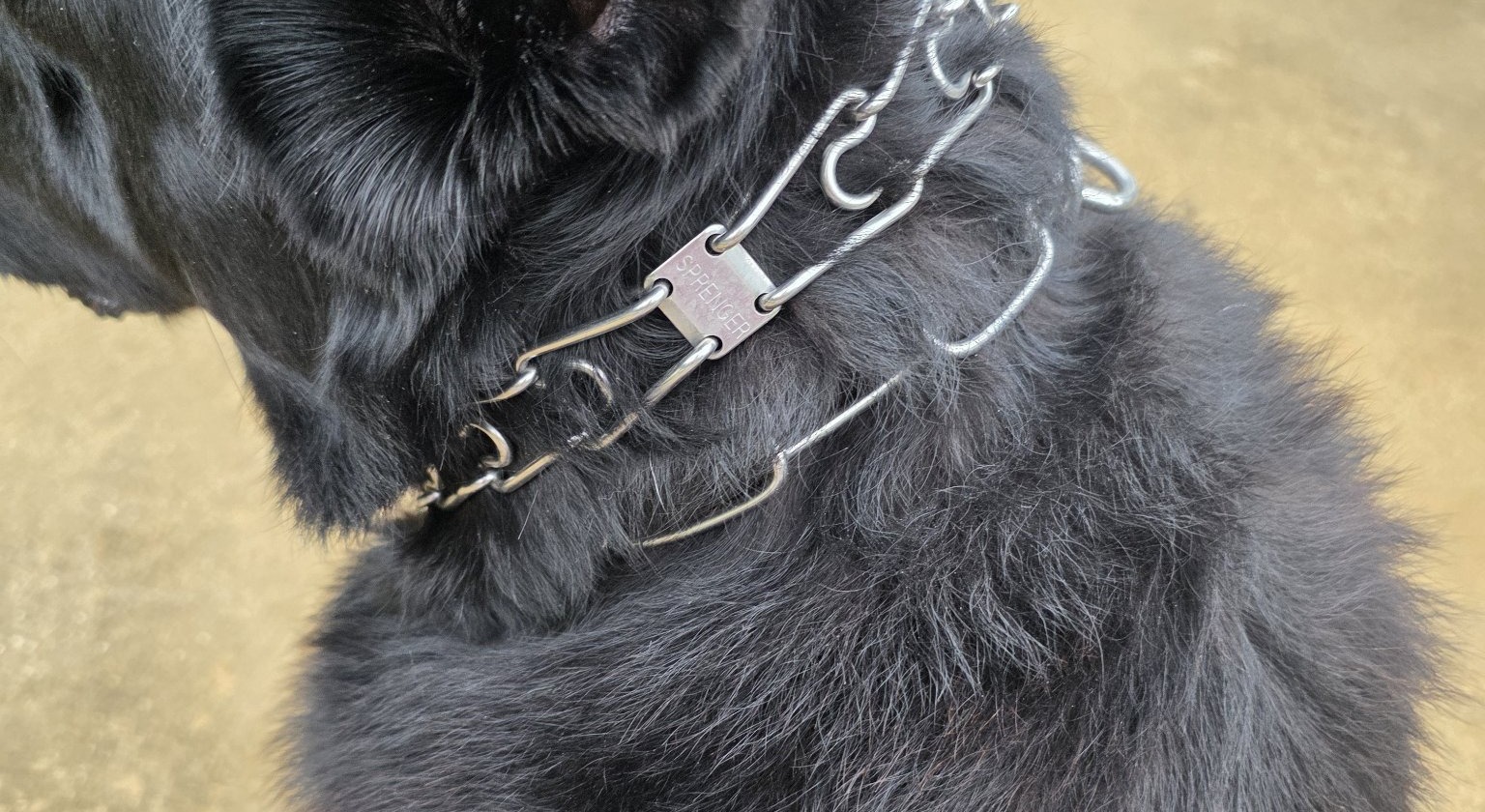 Close-up of a Herm Sprenger prong collar with the Sprenger stamp, worn high and tight